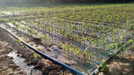 Weathering the storm: Exploring flooding in agriculture